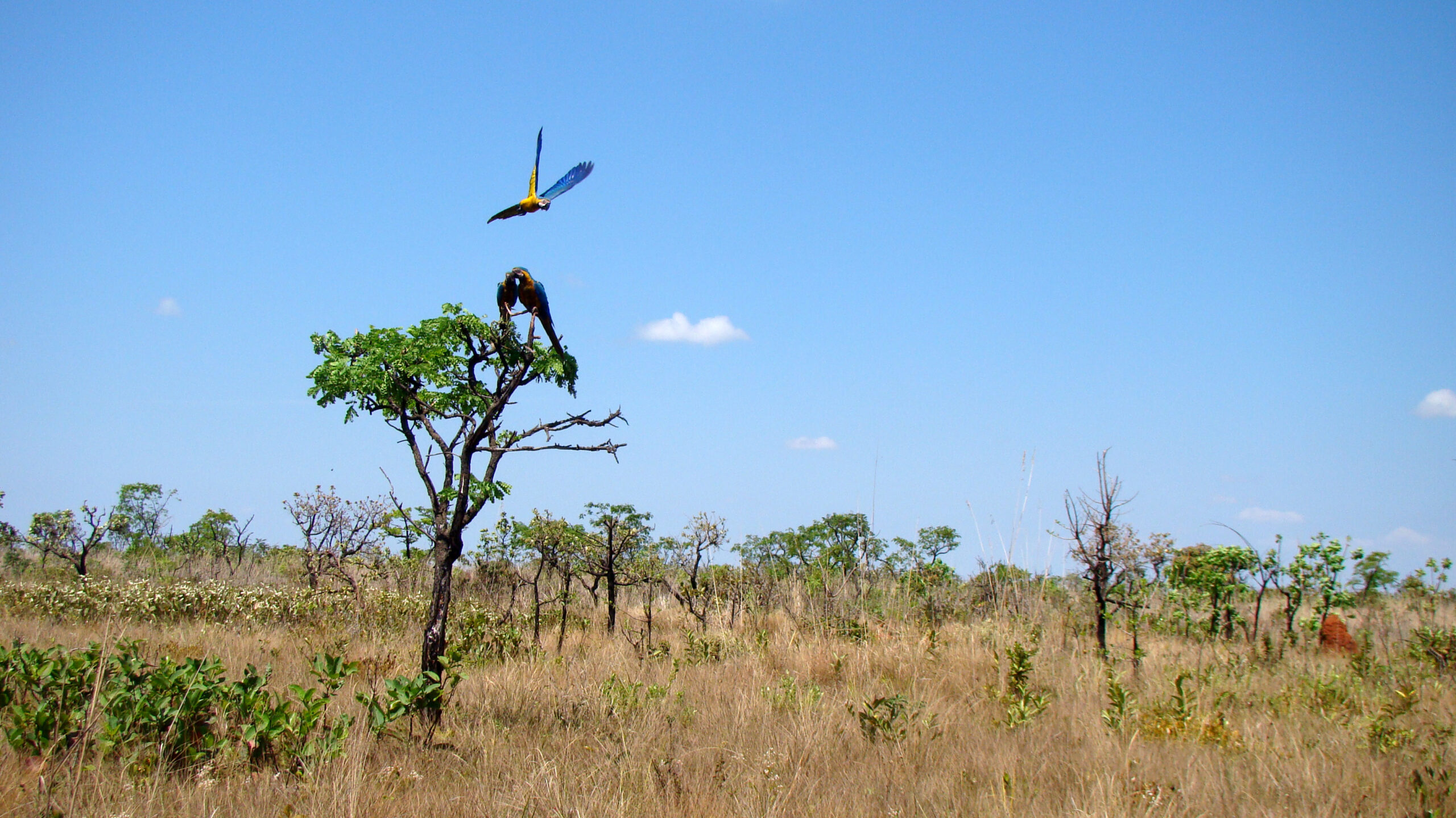 Parques Nacionais E Estaduais Em Goiás: Natureza Exuberante
